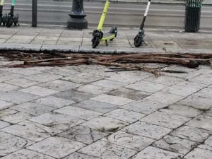 foglie di palme cadute per il maltempo a palermo