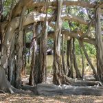 Crolla pezzo del Ficus a Piazza Marina, l’albero presente dal 1864