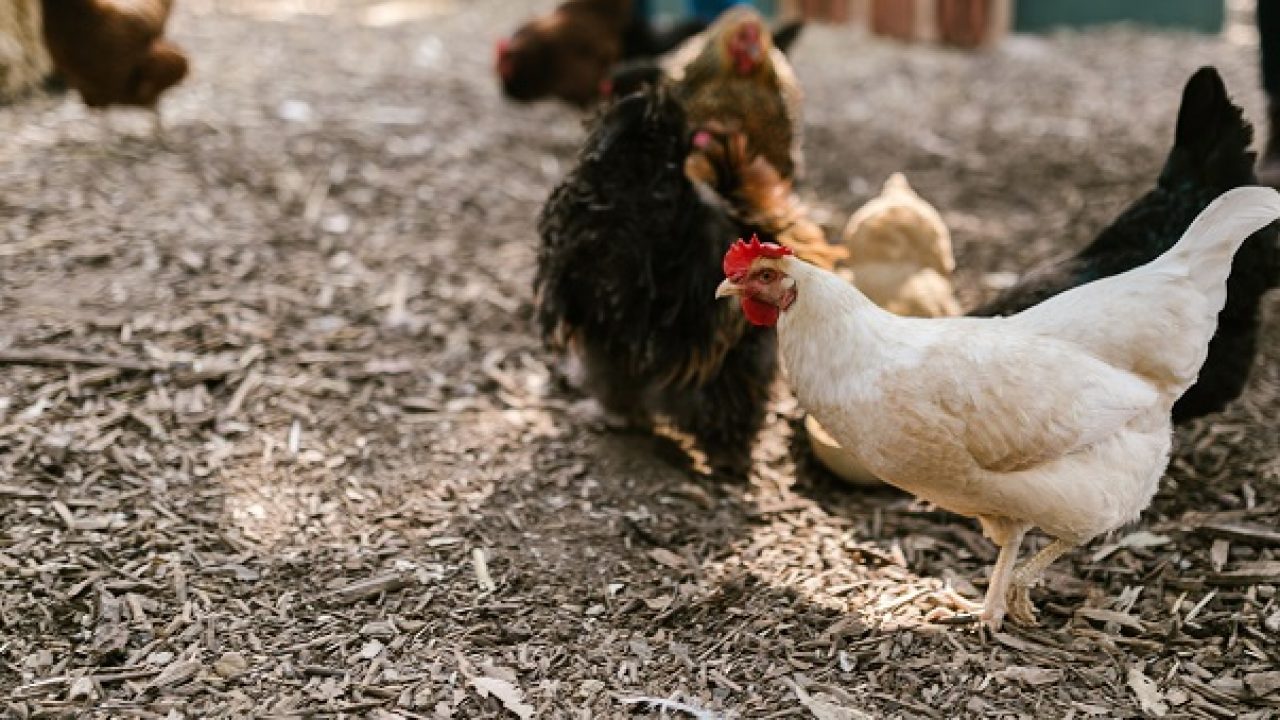 Un 27enne ghanese scavalca il recinto e lo fa con capre e galline