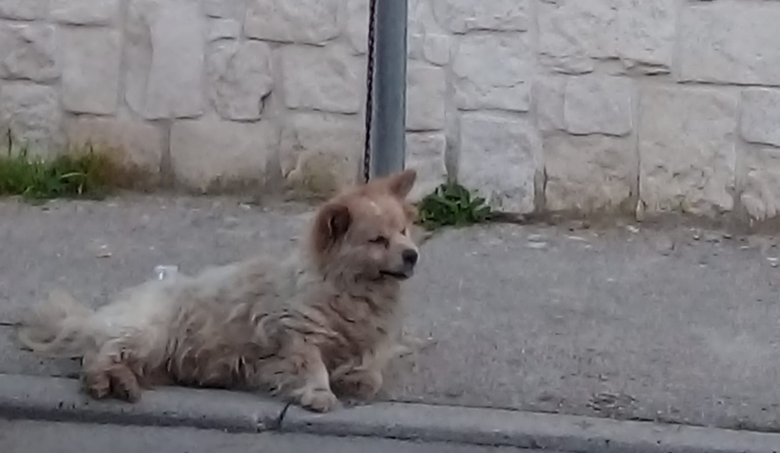 Cane legato a un palo e lasciato morire, l'orrore che ricorda la morte ...