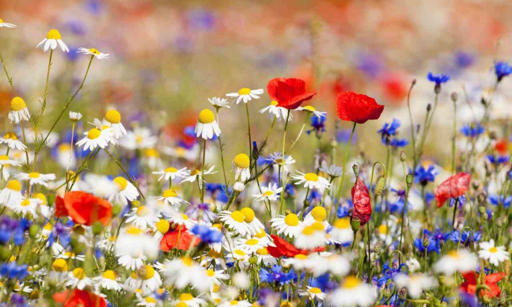 Diversi fiori nel prato - foto Depositphotos - PalermoLive.it