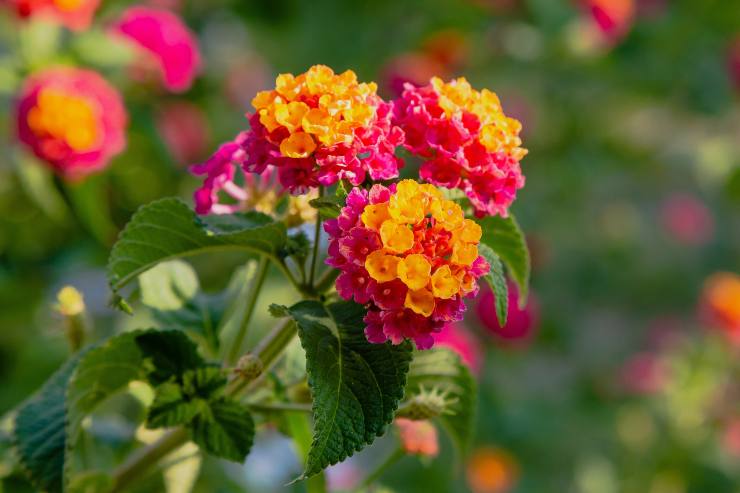 Lantana Camara (Depositphotos) - palermolive.it