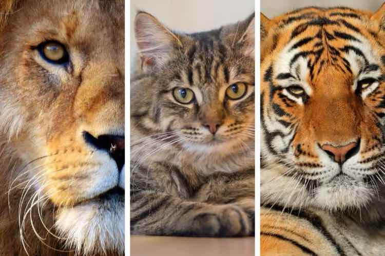 Leone, gatto, tigre - fonte_Canva - palermolive.it