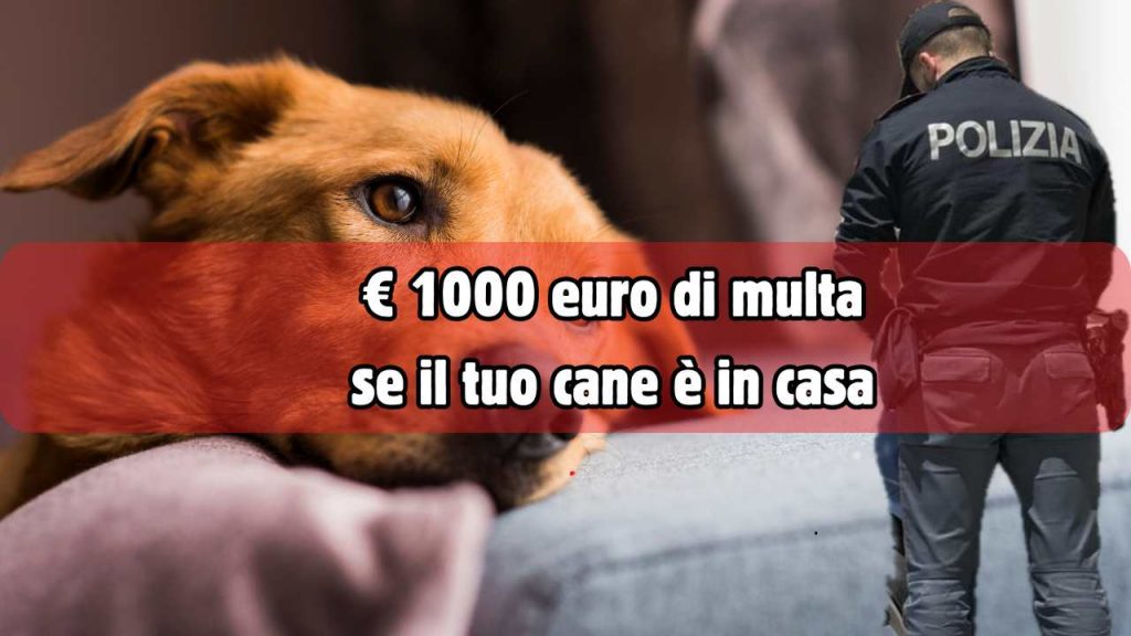 Cane in casa - fonte_Canva+Ansa - palermolive.it