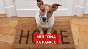 Come tenere un cane a casa senza finire sul lastrico