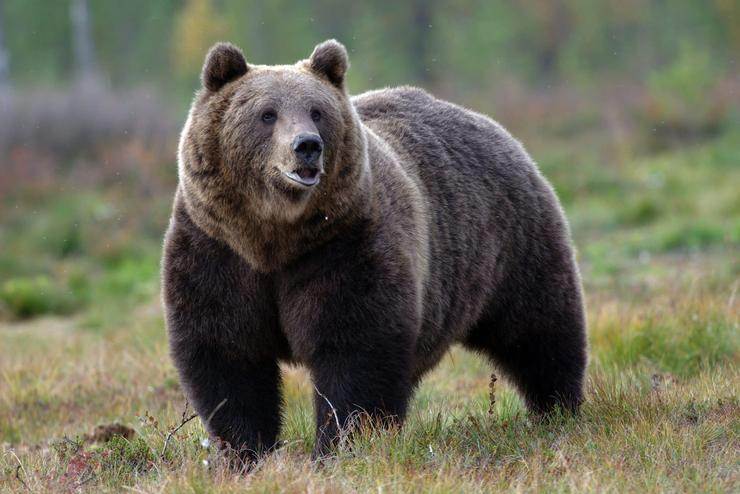 L'orso come animale guida