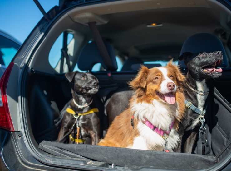 Trasportare cani in auto - fonte_Canva - palermolive.it