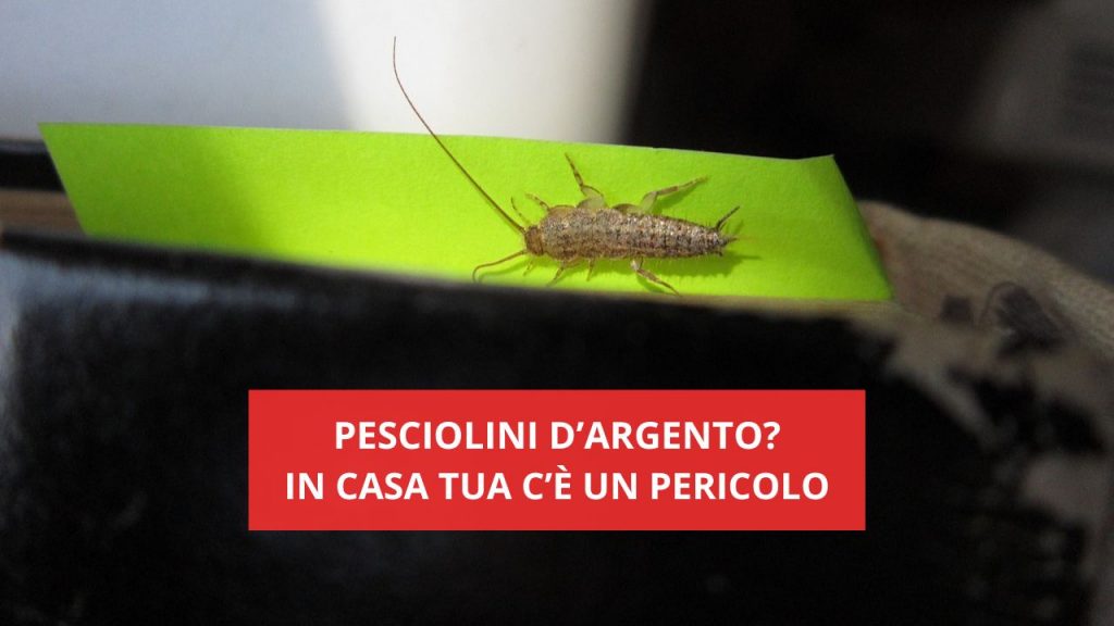 Pesciolini d'argento in casa segnalano un pericolo