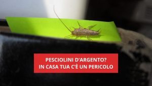 Pesciolini d'argento in casa segnalano un pericolo