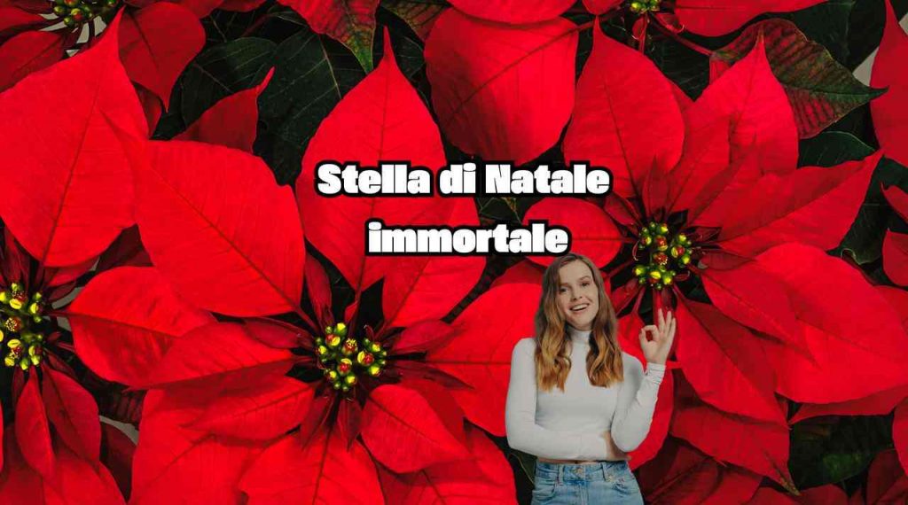 Ecco come far durare la tua stella di Natale