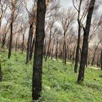 Pizzo Manolfo, quel verde ancora annerito dagli incendi del 2023