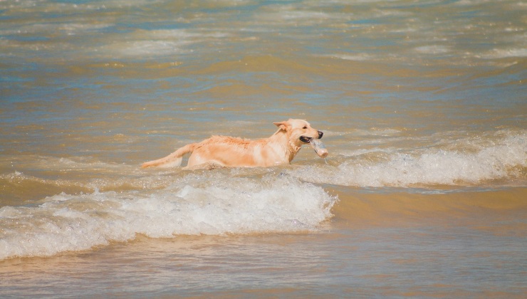 Cani in spiaggia -fonte pexels - palermolive.it